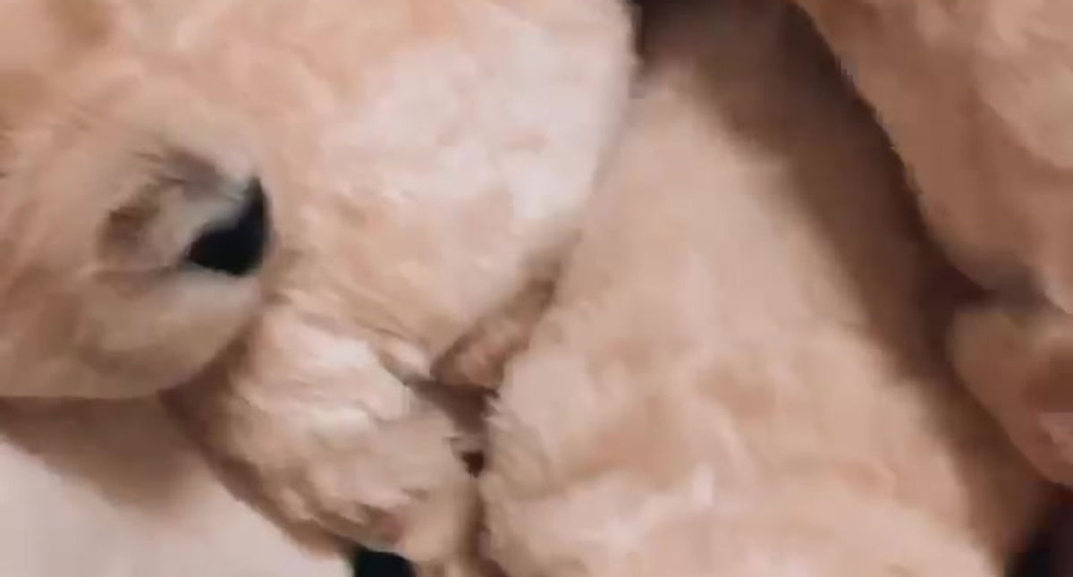 Pups 2020 Litter